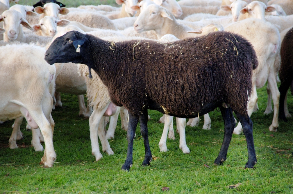 Imagen Manchega variedad negra (Fuente MAGRAMA)