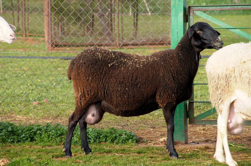 Imagen Manchega variedad negra (Fuente MAGRAMA)