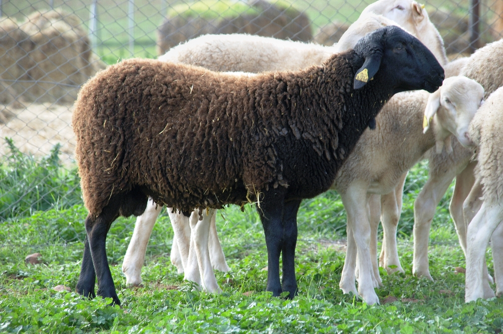 Imagen Manchega Variedad Negra (fuente MAGRAMA)
