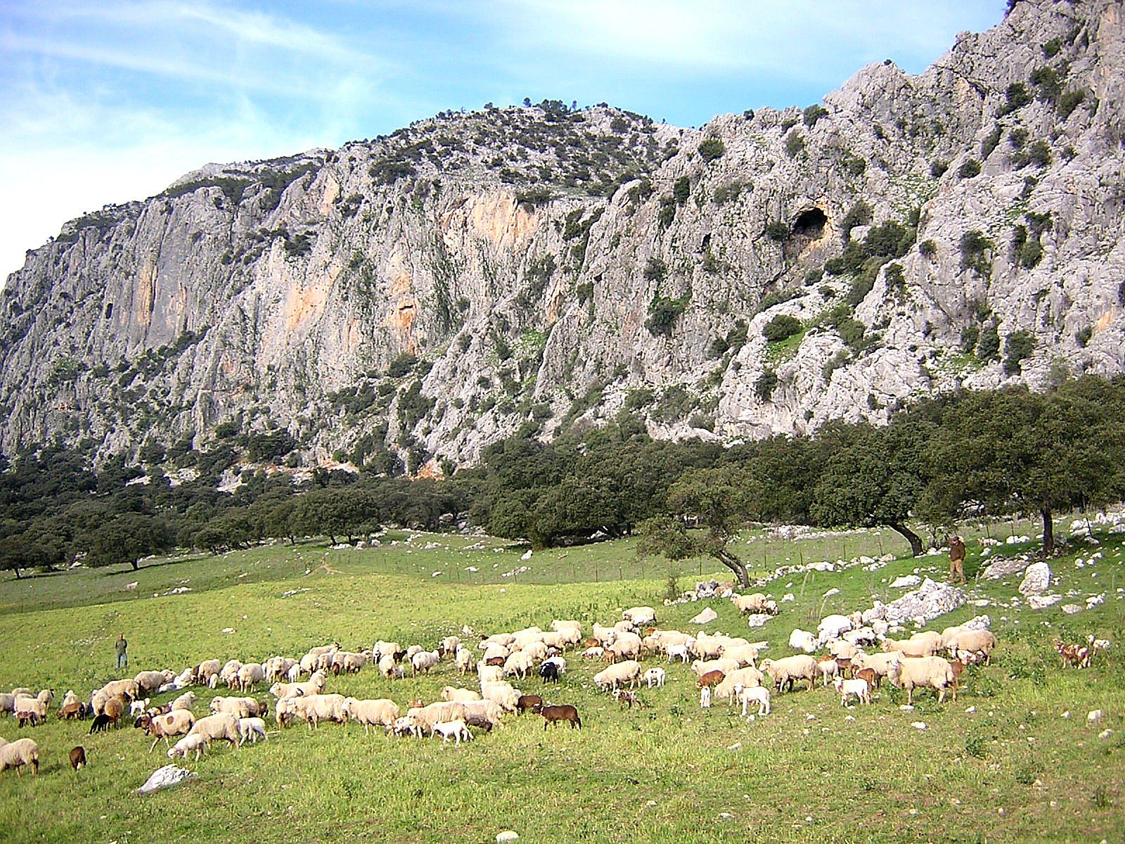 Autor: José Alfredo Castro Mateos.<br/>Año:2011.<br/>Rebañoen su medio natural.<br/>Imagen facilitada por la ASOCIACIÓN DE CRIADORES DE LA RAZA...