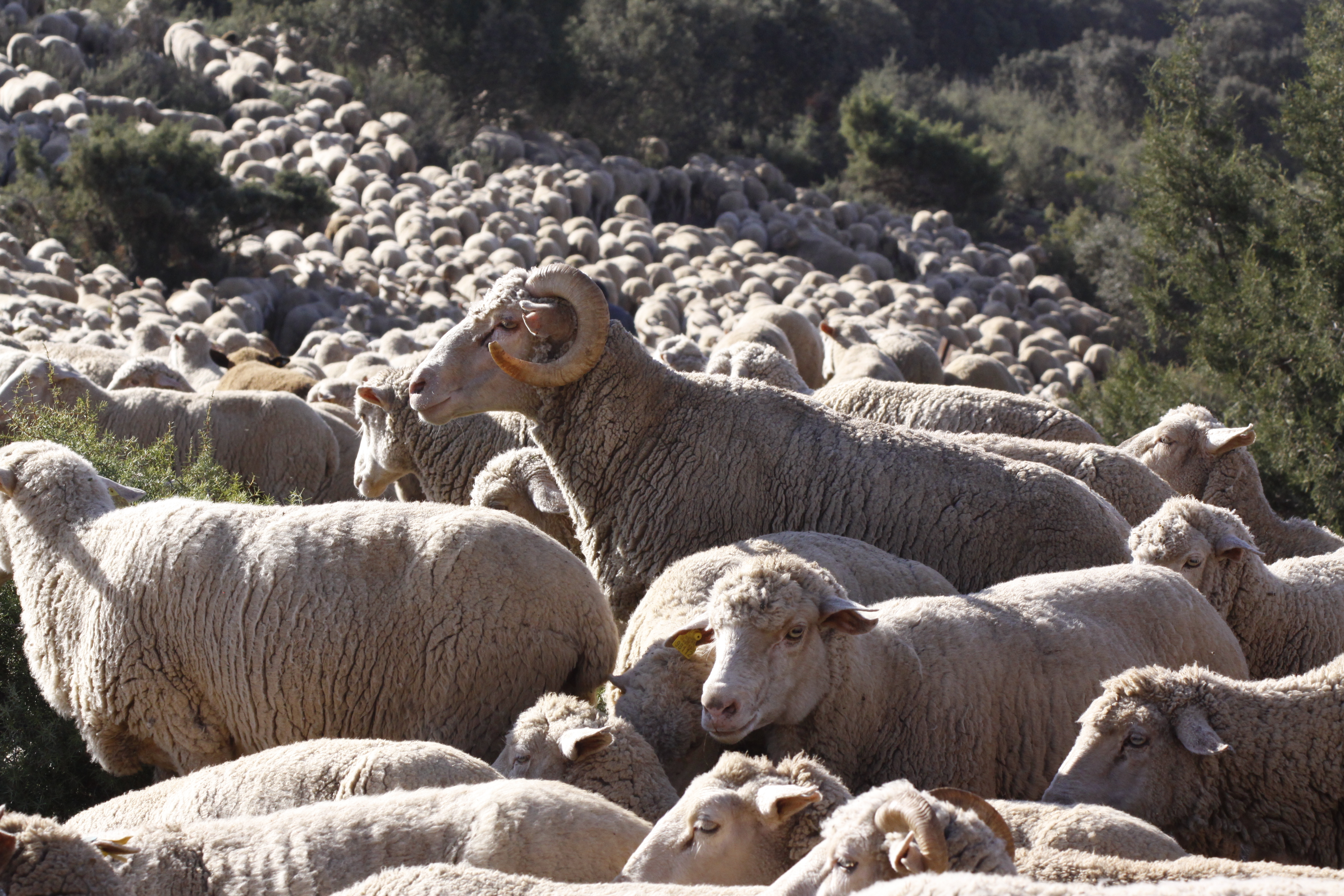 Imagen facilitada por la ASOCIACIÓN NACIONAL DE CRIADORES DE GANADO MERINO.<br/>Sexo: Macho.