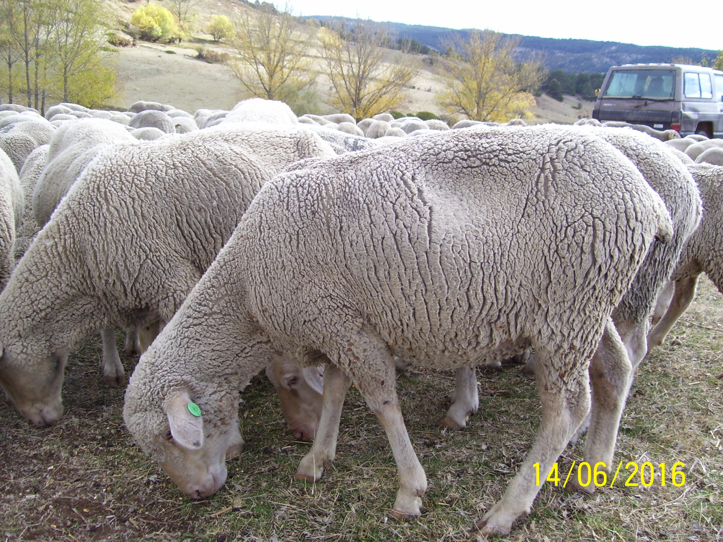 Imagen Merino variedad Negra (hembra esquilada), fuente MAGRAMA.