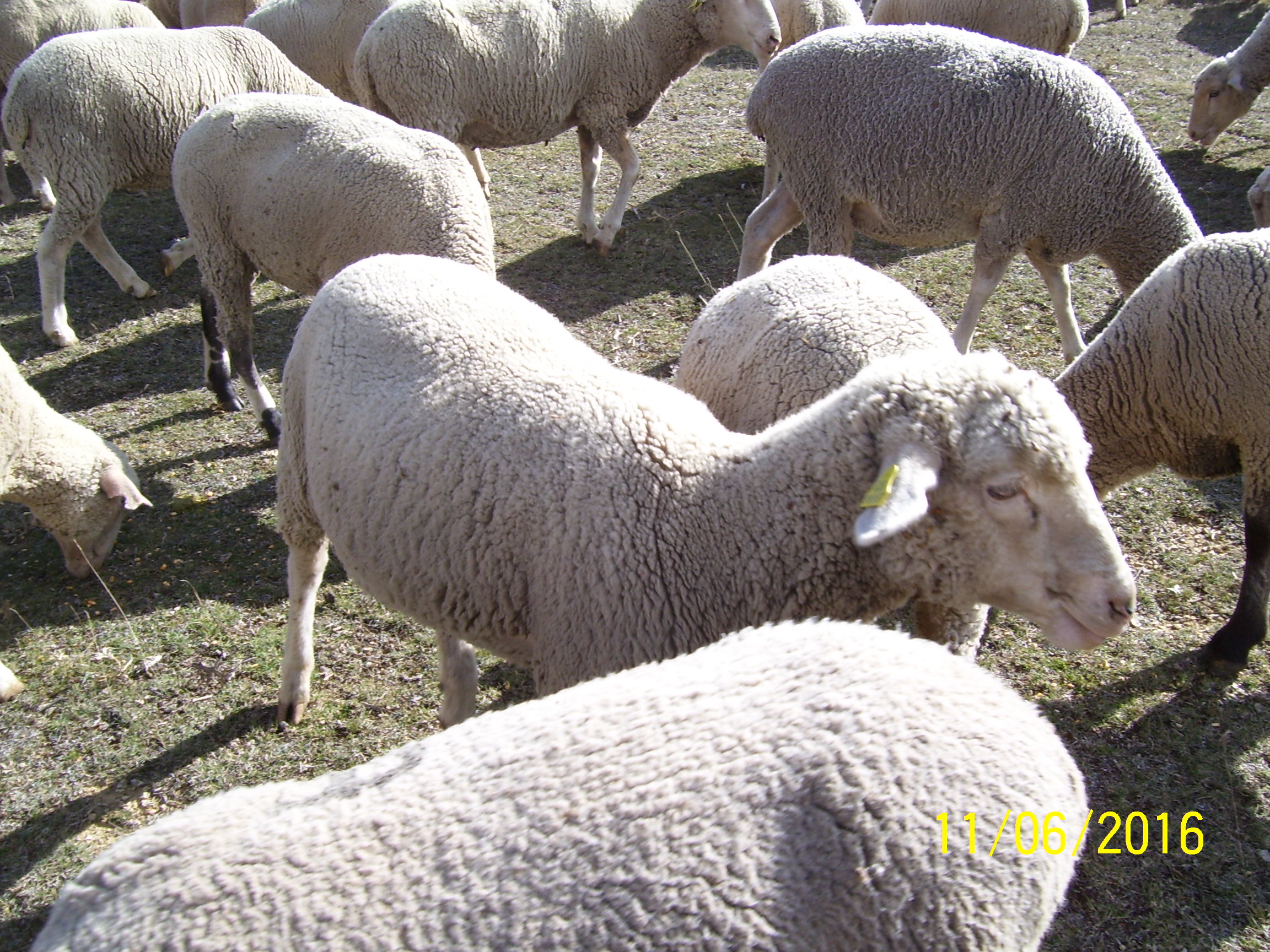 Imagen facilitada por la ASOCIACIÓN NACIONAL DE CRIADORES DE GANADO MERINO.<br/>Rebaño.