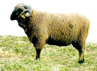 Imagen facilitada por la ASOCIACIÓN NACIONAL DE CRIADORES DE GANADO MERINO.<br/>Sexo: Macho.