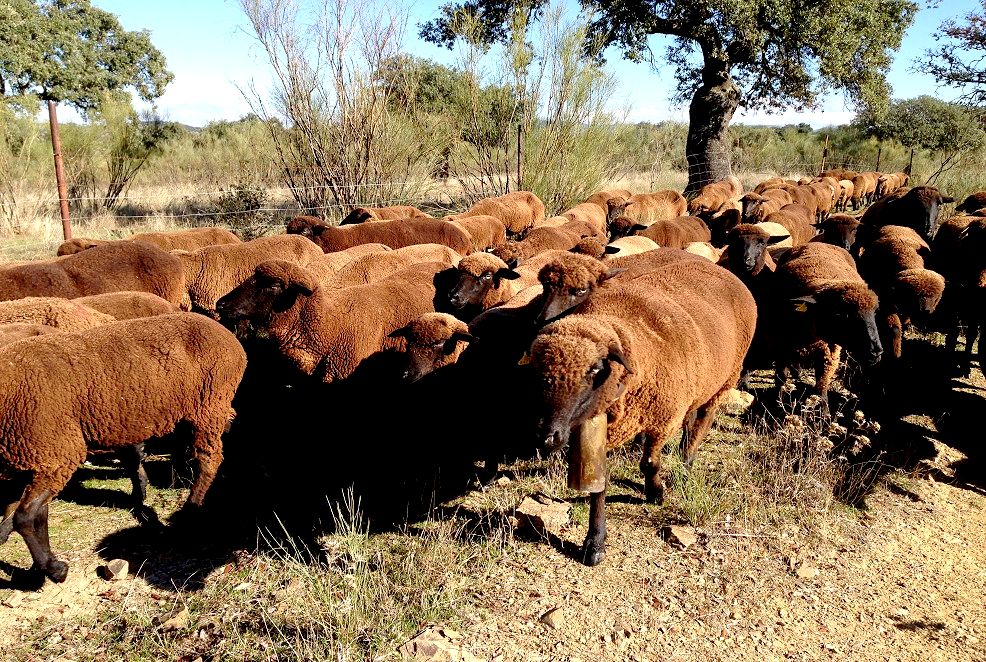 Imagen facilitada por la ASOCIACIÓN NACIONAL DE CRIADORES DE GANADO MERINO.<br/>Rebaño.