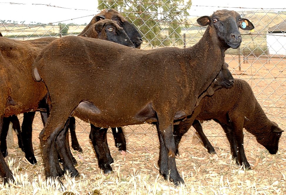 Imagen Merino variedad Negra (hembra esquilada), fuente MAGRAMA.