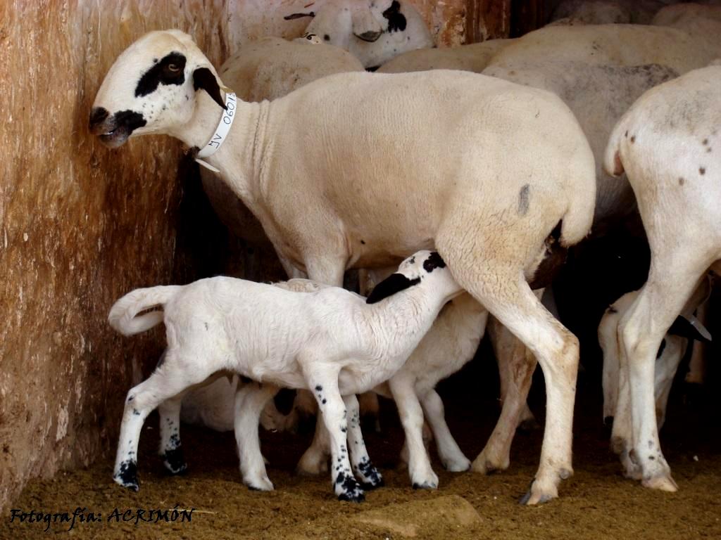 Sexo: hembra con cría.<br/>Imagen facilitada por la ASOCIACIÓN NACIONAL DE CRIADORES DE OVEJA MONTESINA (ACRIMON).