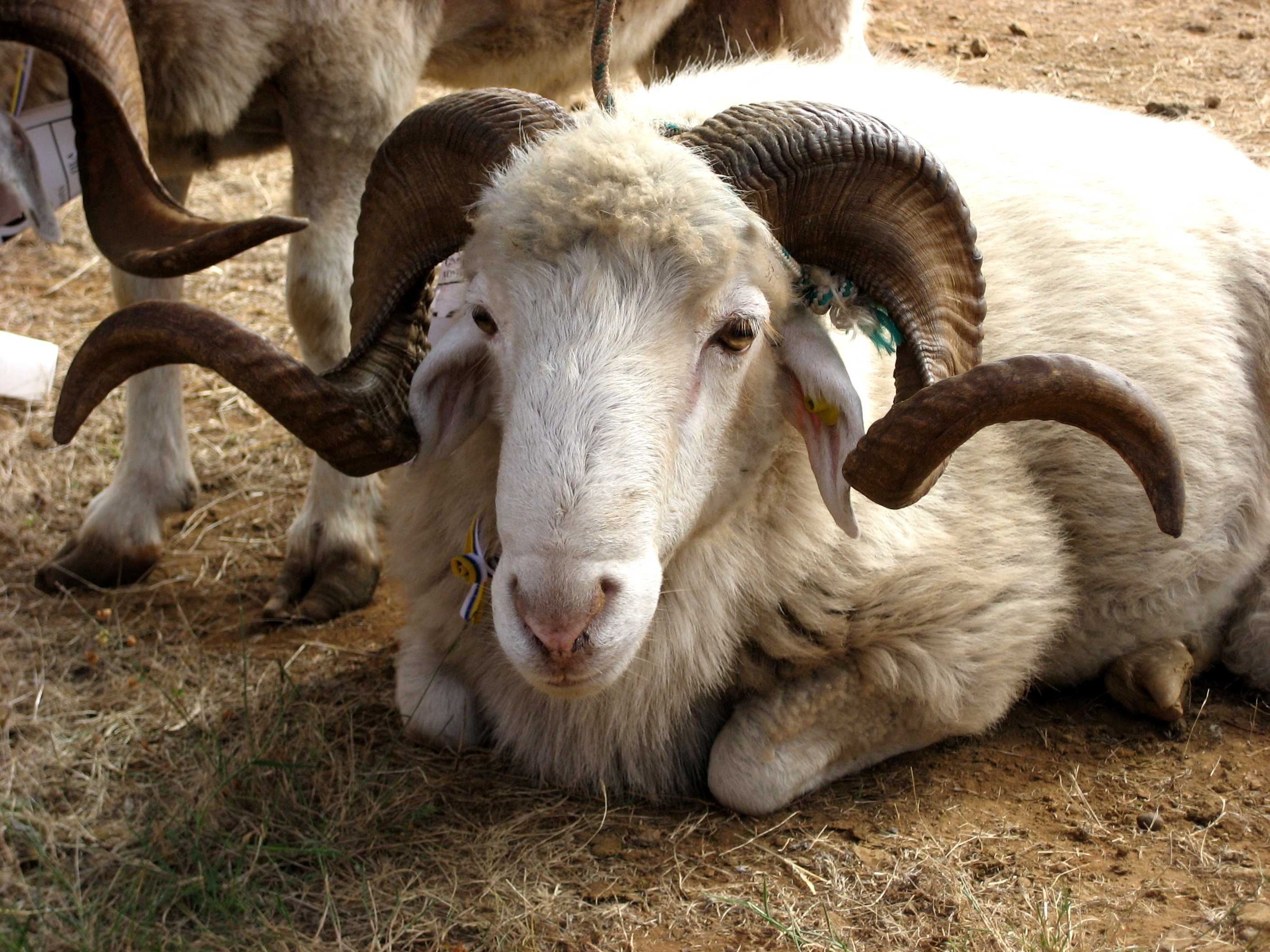 Autor: ASOCIACIÓN DE CRIADORES DE OVEJA PALMERA <br/>Año:2007.<br/>Sexo: macho.<br/>Comentario: Feria de San Antonio. 