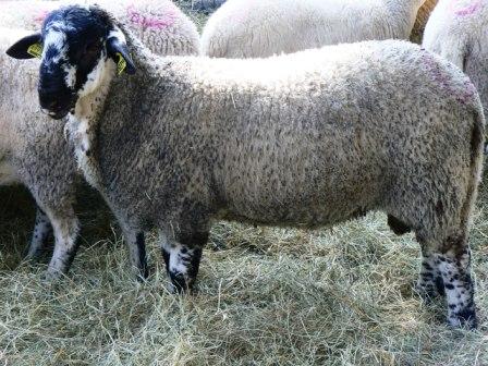  <br/>Autor: Asociación Nacional de Criadores de Ovino de Raza Ripollesa (ANCRI); <br/>Año: 2009; <br/>Sexo: Macho; <br/>Comentario: Macho joven...