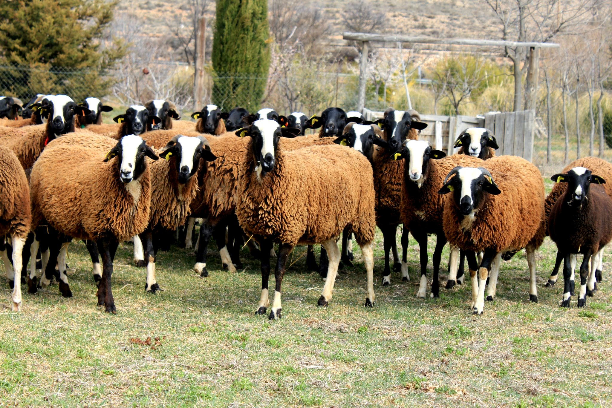 Autor: Asociación de Ganaderos de Ovino de RazaRoya Bilbilitana.<br/>Sexo: grupo de hembras.