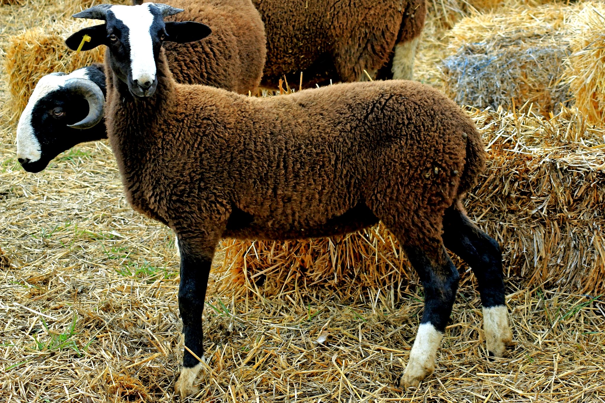 Autor: Asociación de Ganaderos de Ovino de RazaRoya Bilbilitana.<br/>Sexo: hembra.