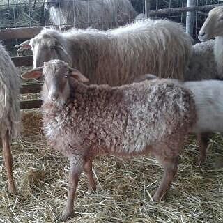 Imagen facilitada por la ASOCIACIÓN DE CRIADORES DE GANADO OVINO DE LA RAZA RUBIA DEL MOLAR.<br/>Cría