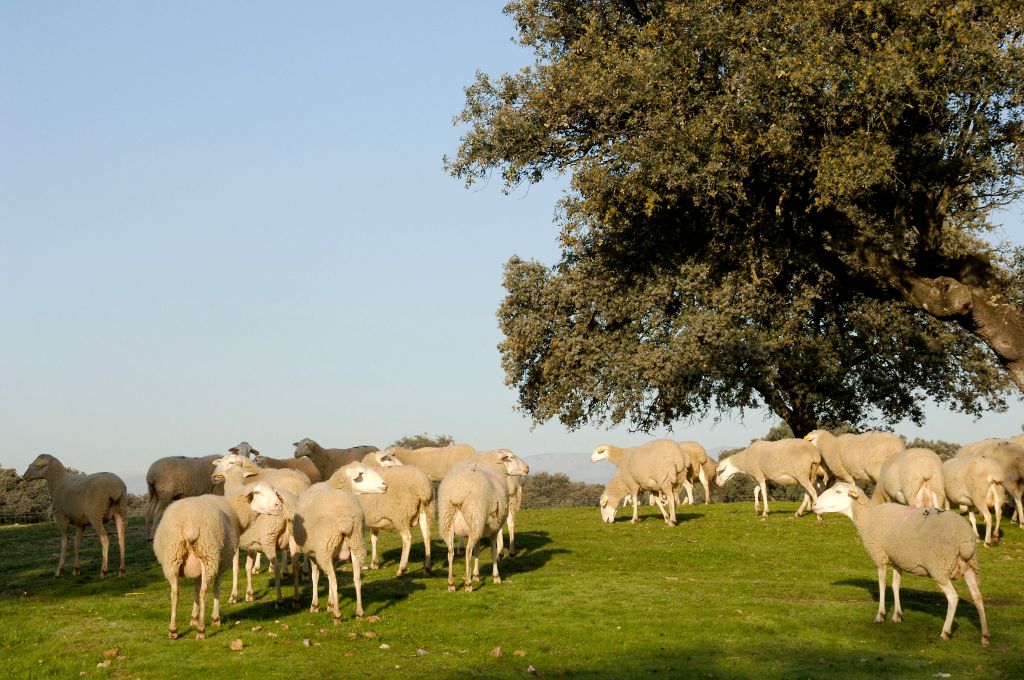 Imagen de Talaverana (rebaño), fuente MAGRAMA.