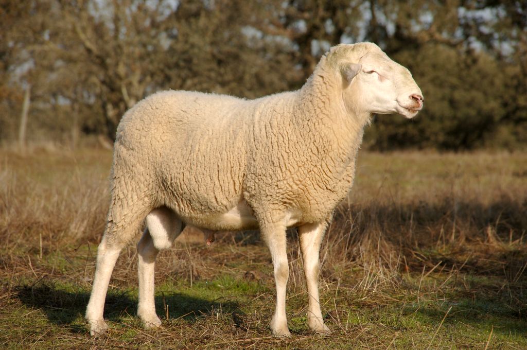Imagen de Talaverana (macho), fuente MAGRAMA.