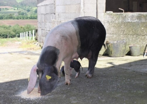 Imagen facilitada por la ASOCIACION DE CRIADORES DE GANADO PORCINO CELTA (ASOPORCEL).