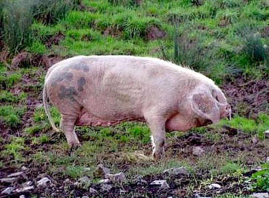 Autor: Juan Menéndez Fernández;<br/>Año: 2006;<br/>Sexo: Hembra;<br/>Comentario: Hembra de la raza porcina Gochu Asturcelta