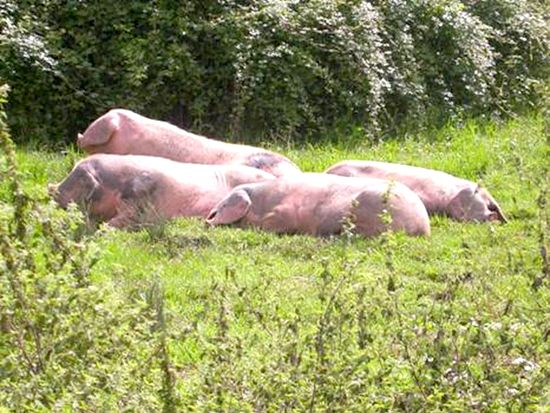 Autor: Juan Menéndez Fernández.<br/>Año: 2011.<br/>Grupo en su medio natural.<br/>Imagen facilitada por la ASOCIACIÓN DE CRIADORES DE GOCHU...