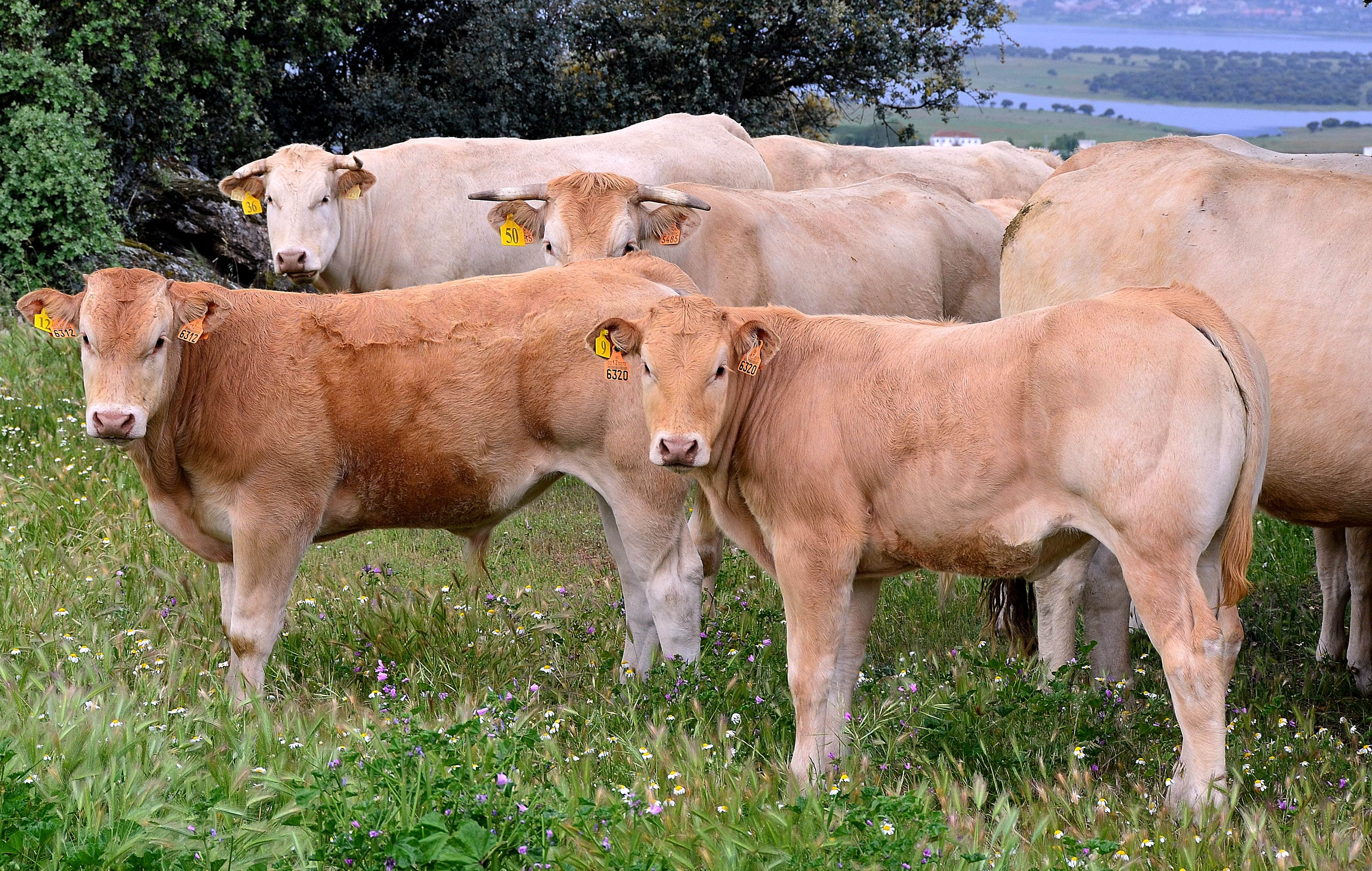 Autor: Antonio Sanz Vicente.<br/>Fecha: 2012. <br/>Comentario: Animales blonde en la sierra Madrileña, Soto del Real (Madrid).<br/> Imagen...