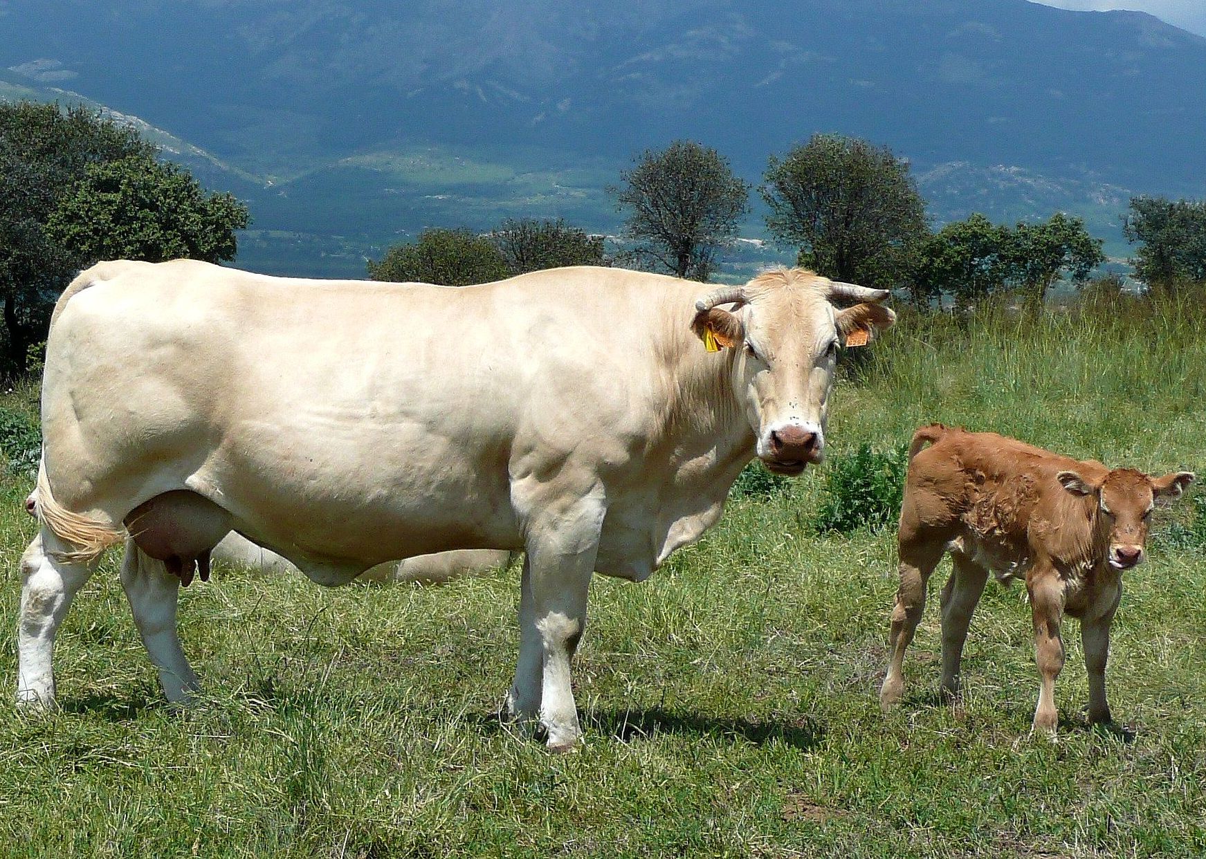 Autor: Antonio Sanz Vicente.<br/>Año: 2011.<br/>Sexo: Hembra con cría. <br/>Comentario: Excelentes cualidades maternales. Vaca blonde con ternero...