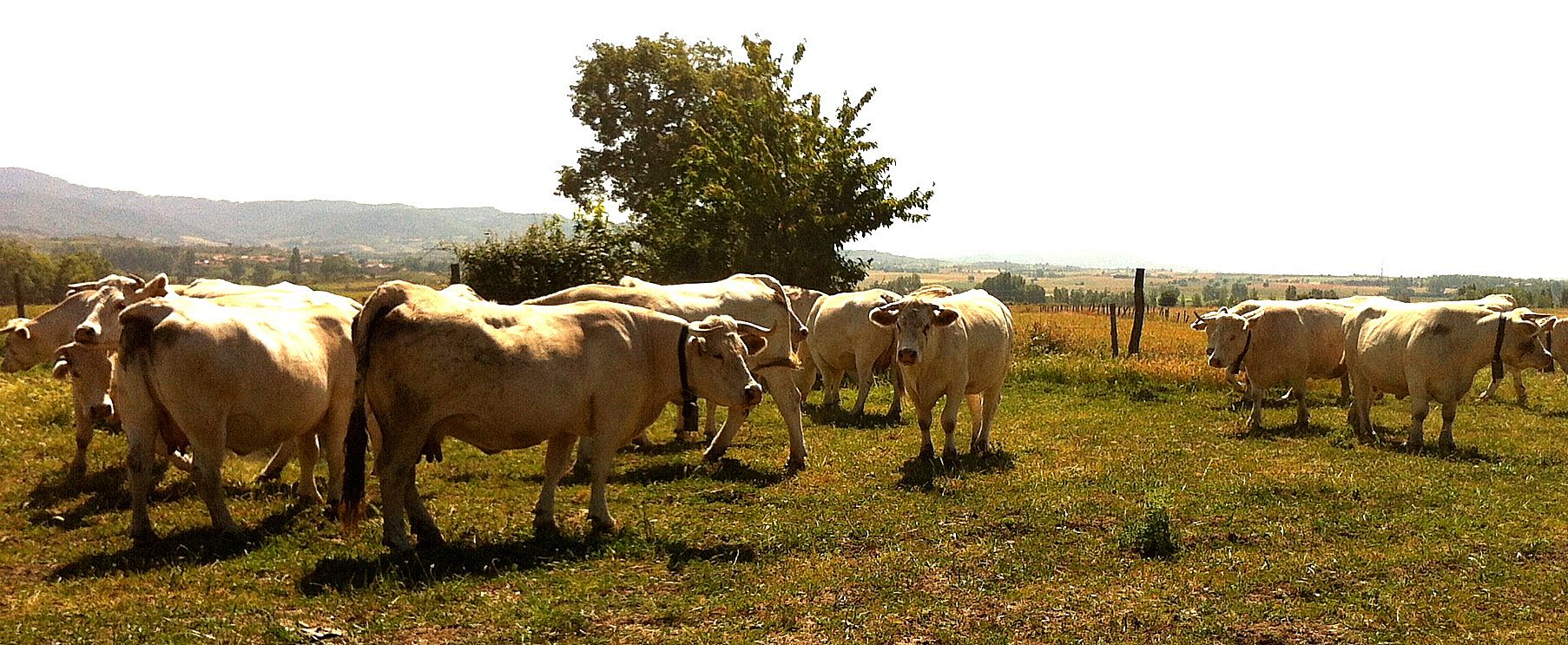 Autor: Jorge Tovar López. <br/>Año: 2013.<br/>Comentario: animales de la raza charolesa en explotación en extensivo.<br/>Imagen facilitada por la...