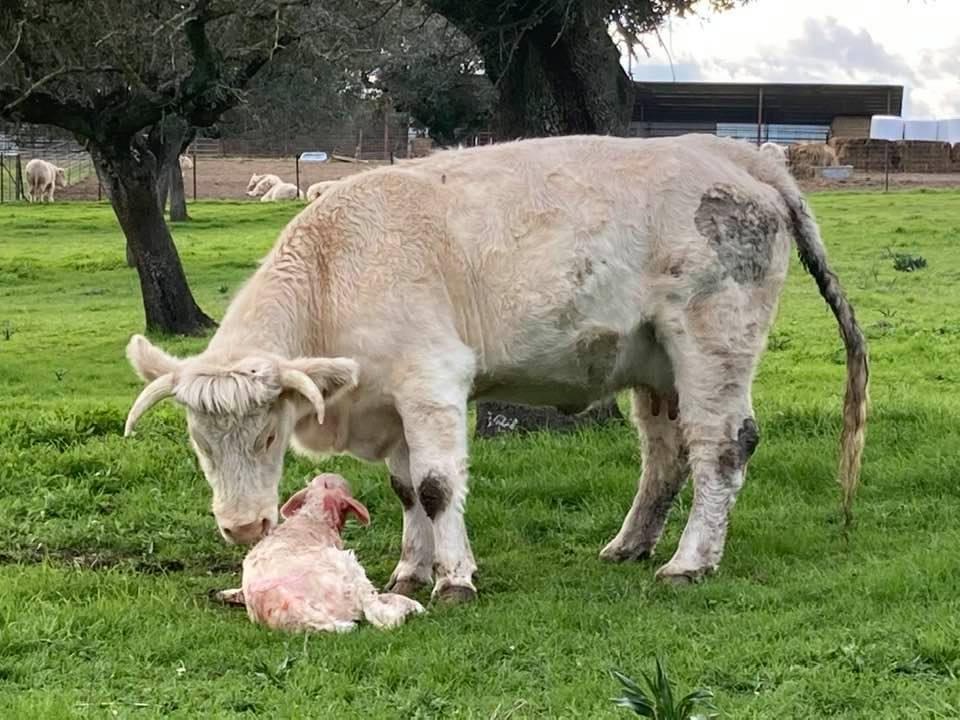 Hembra raza Charolesa