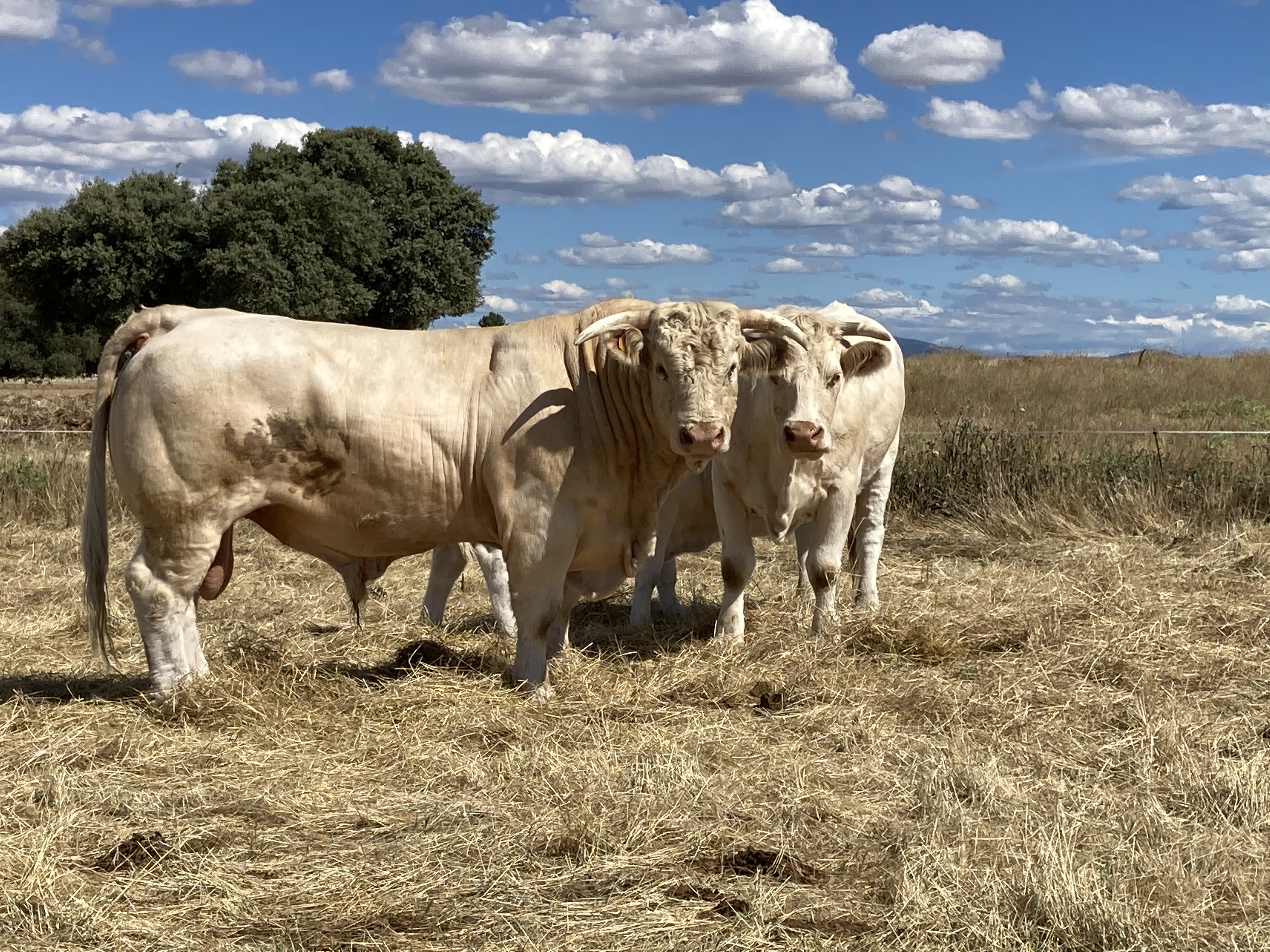 Hembra y macho raza Charolesa