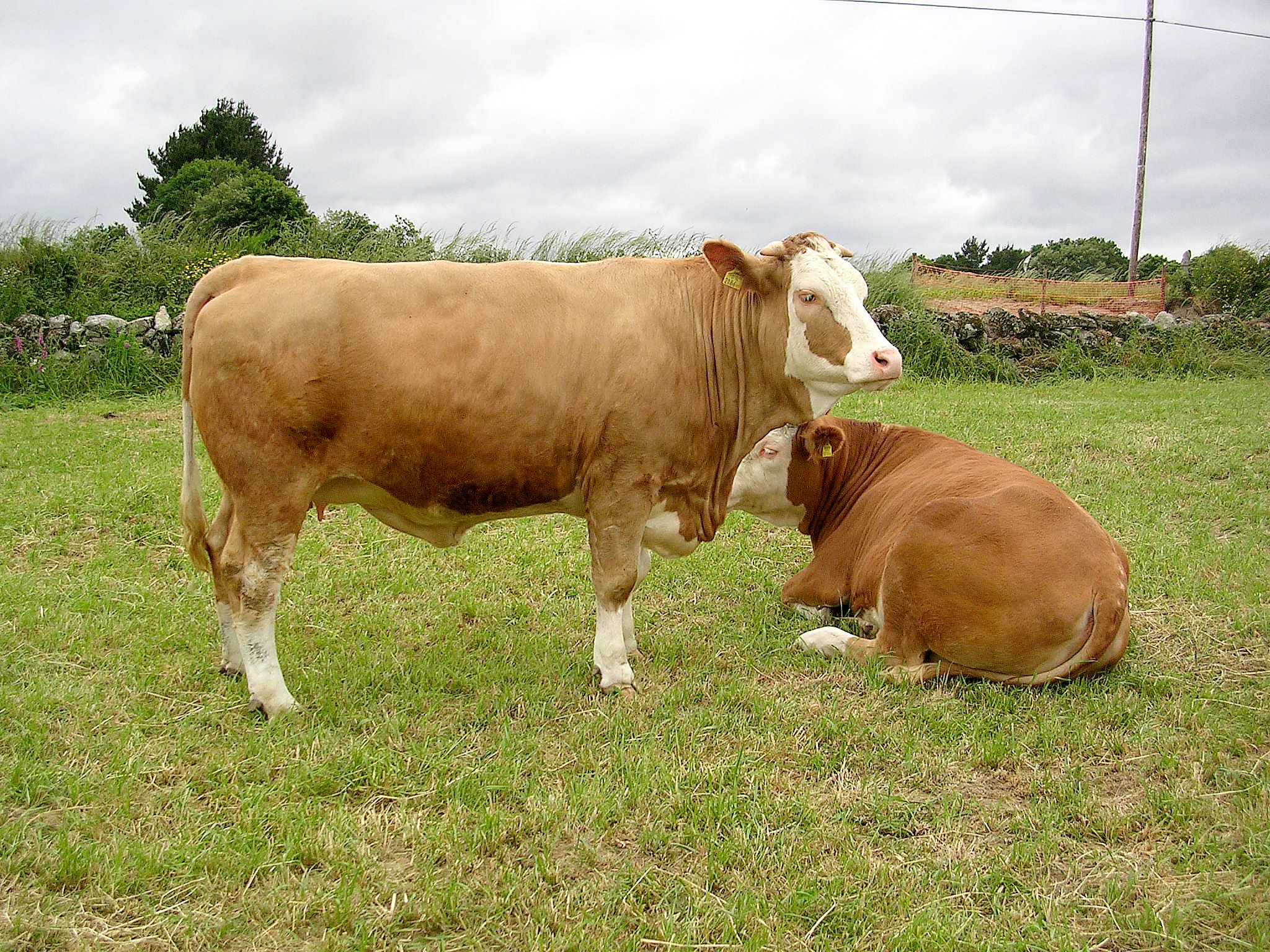 Autor: Emilio Gaspar Giménez.<br/>Año: 2007.<br/>Sexo: Hembra.<br/>Comentario: LUNGAU con 2,5 años de edad.<br/>Imagen facilitada por ASOCIACIÓN...