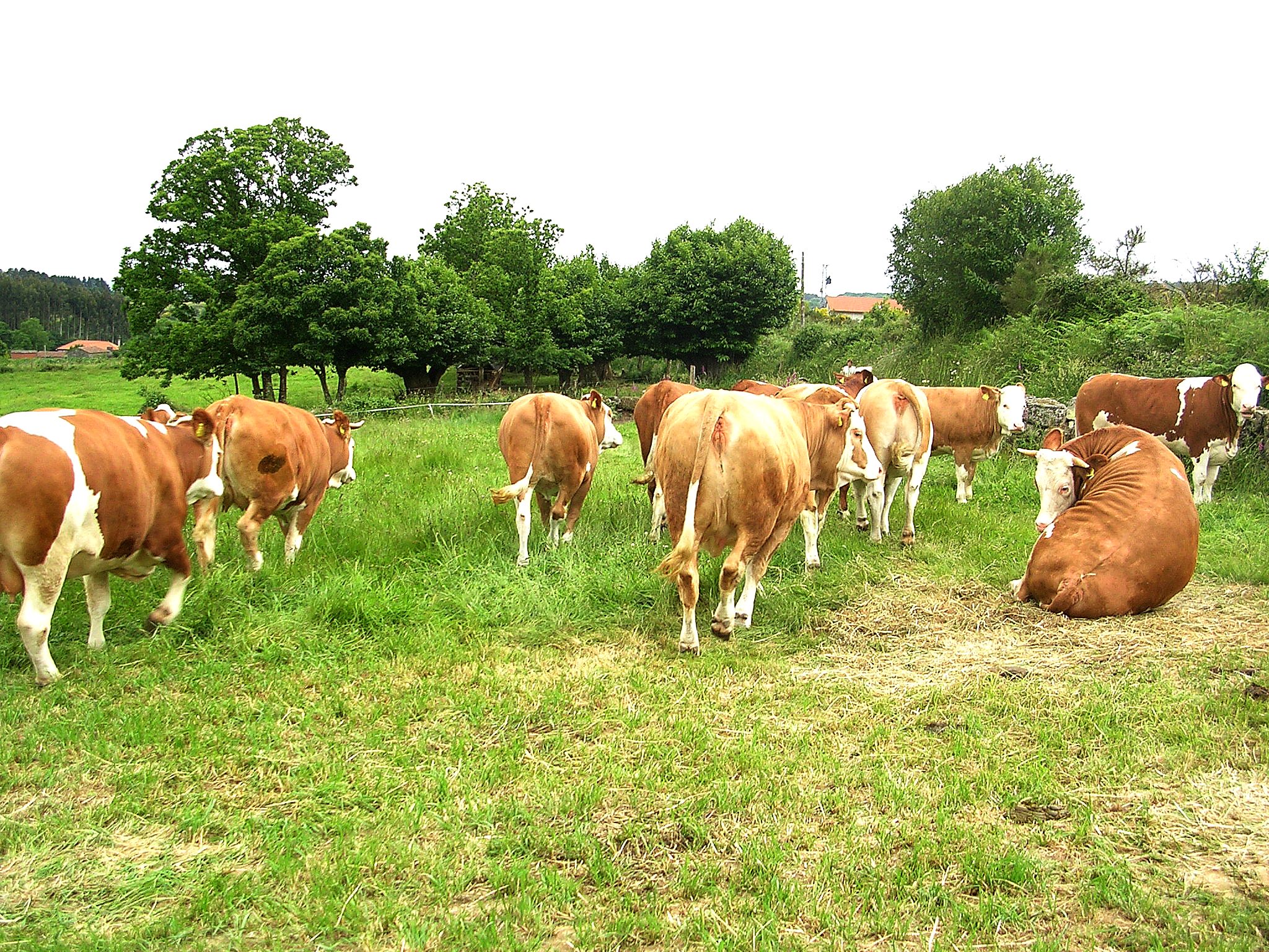 Autor: Emilio Gaspar Giménez.<br/>Año: 2009.<br/>Sexo: Hembras.<br/>Comentario: Rebaño de novillas en una explotación de Lugo-Galicia.<br/>Imagen...