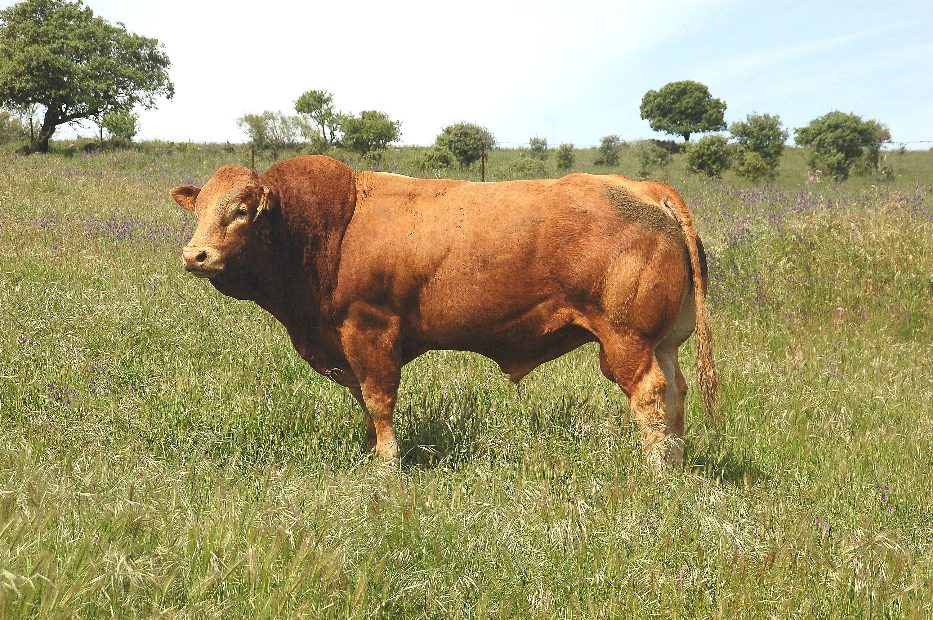 Autor: Manolo Jurado.<br/>Año: 2010.<br/>Sexo: Macho.<br/>Comentario: pertenece a la ganadería de Jurado Pérez, S.C de Burguillos de Cerro,...