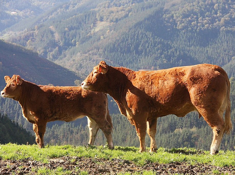 Autor: Jon Arruti Olazabal.<br/>Año: 2013.<br/>Sexo: Hembra con cría.<br/>Imagen facilitada por la FEDERACIÓN ESPAÑOLA DE CRIADORES DE GANADO...