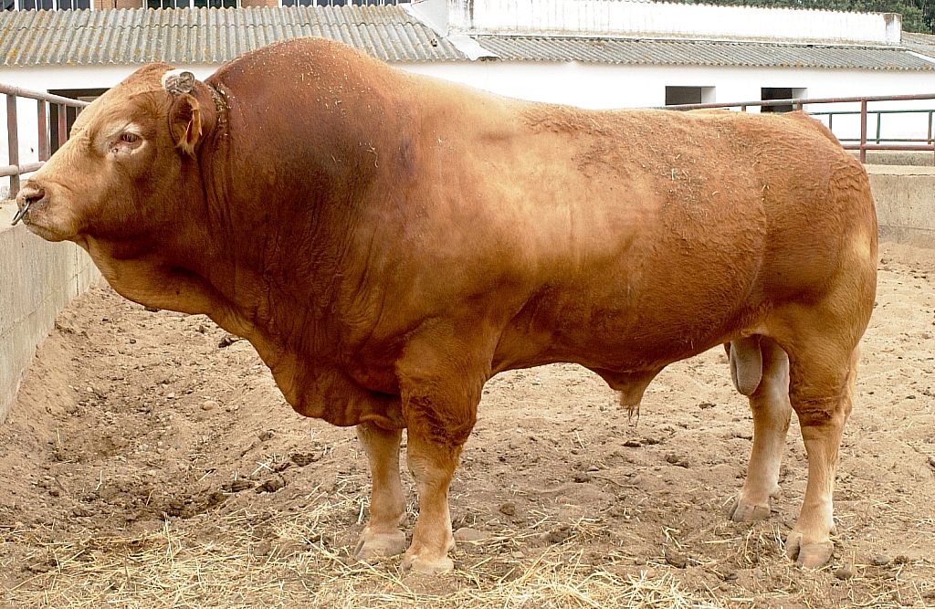 Sexo: Macho; <br/>Comentario: Fotografía propiedad del MAGRAMA