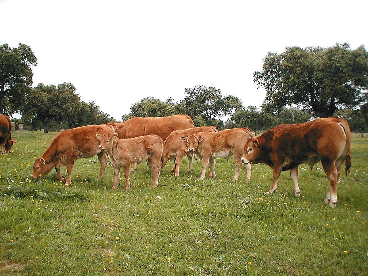 Autor: Irene Muñoz.<br/>Año: 2003.<br/>Sexo: rebaño.<br/>Comentario: lote de terneros en el campo en la ganaderia Hnos Muñoz Carrasco.<br/>Imagen...