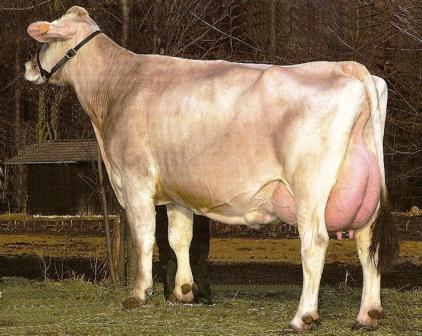 Sexo: Hembra<br/>Comentario: Fotografía facilitada por FEAGAS