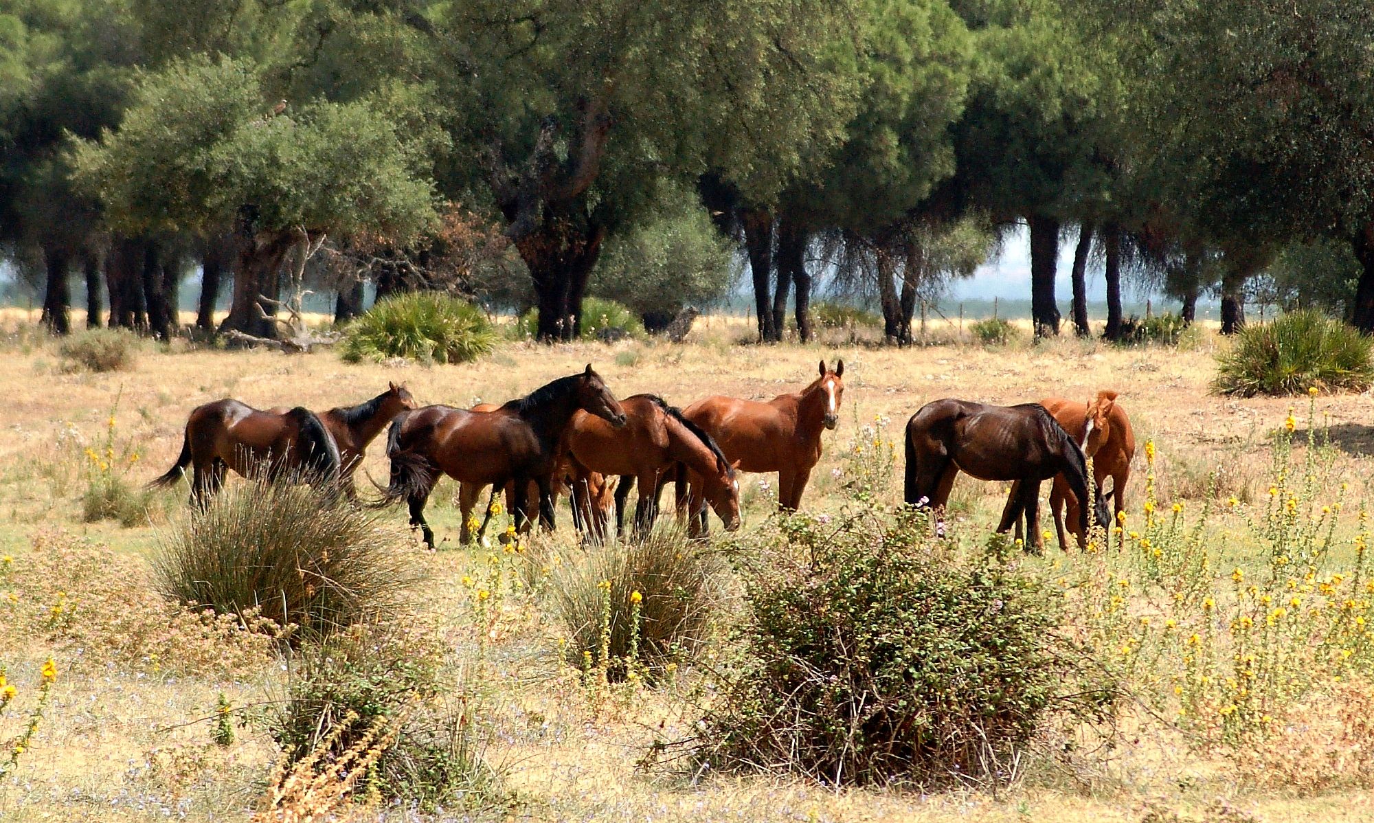 Imagen facilitada por la ASOCIACIÓN ESPAÑOLA DE CRIADORES DE CABALLOS ANGLO-ÁRABES (AECCAá).<br/>Año: 2012.<br/>Manada de caballos en su medio...