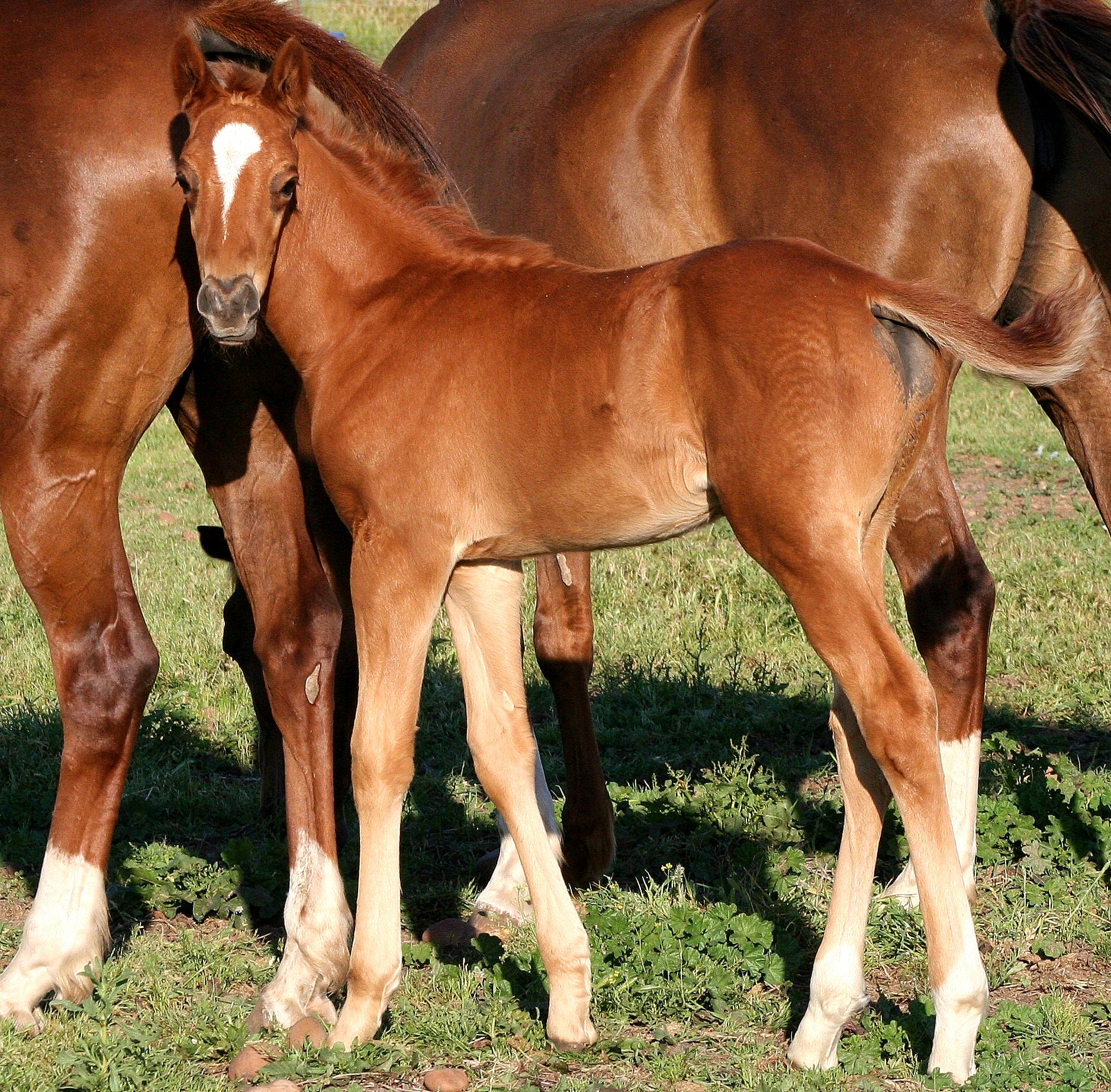 Imagen facilitada por la ASOCIACIÓN ESPAÑOLA DE CRIADORES DE CABALLOS ANGLO-ÁRABES (AECCAá).<br/>Año: 2012.