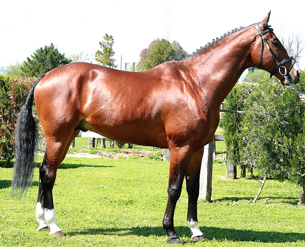 Imagen facilitada por la ASOCIACIÓN ESPAÑOLA DE CRIADORES DE CABALLOS ANGLO-ÁRABES (AECCAá).<br/>Año: 2012.<br/>Sexo: Semental.<br/>