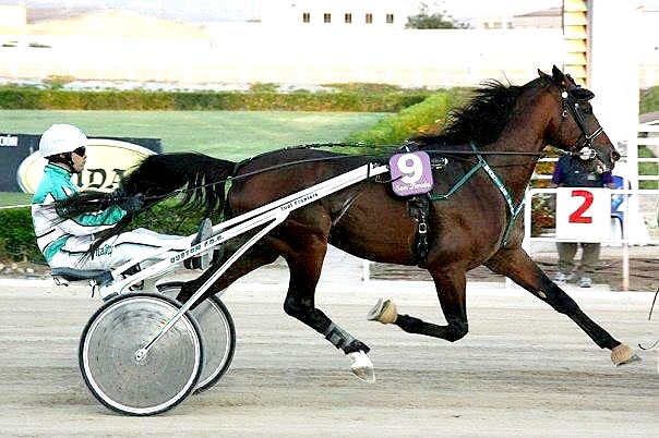 Autor: INFOTROT.<br/>Año: 2010.<br/>Sexo: Macho<br/>Comentario: “Martiks Blai”, este caballo obtuvo una valoración genética global de 104.25...