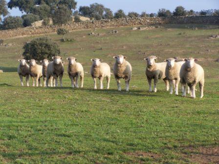 Sexo: Rebaño