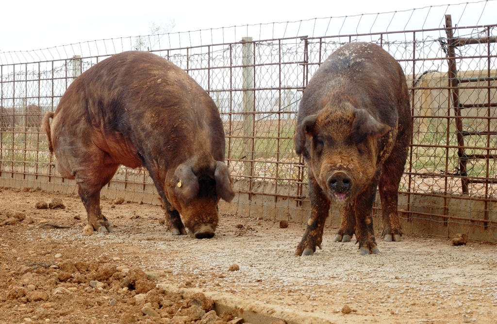 Imagen de Duroc (machos), fuente MAGRAMA