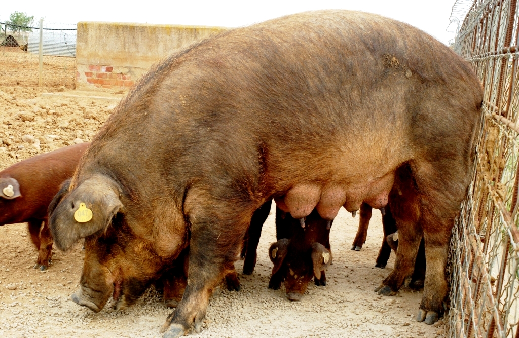 Imagen de Duroc (hembra con lechones), fuente MAGRAMA.