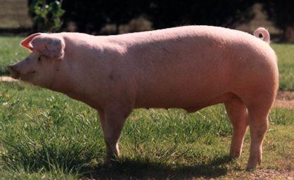 Comentario: Fotografía facilitada por FEAGAS