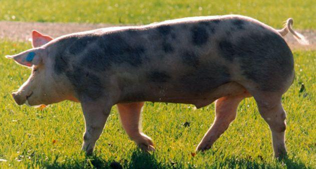 Comentario: Fotografía facilitada por FEAGAS