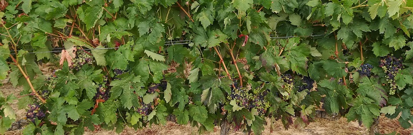 Viñedo en La Rioja. Autor: Alicia Moya Barrachina, 2020<br/>