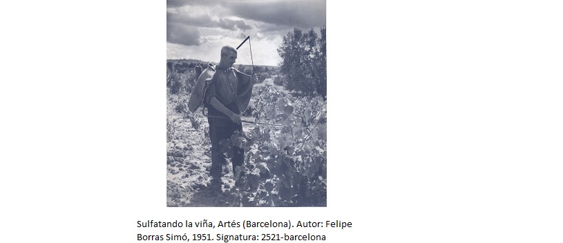 Sulfatando la viña, Artés (Barcelona). Autor: Felipe Borras Simó, 1951 <br/>Signatura: 2521-barcelona<br/>