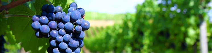 Líneas estratégicas para la internacionalización del sector agroalimentario