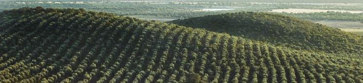 Plantación