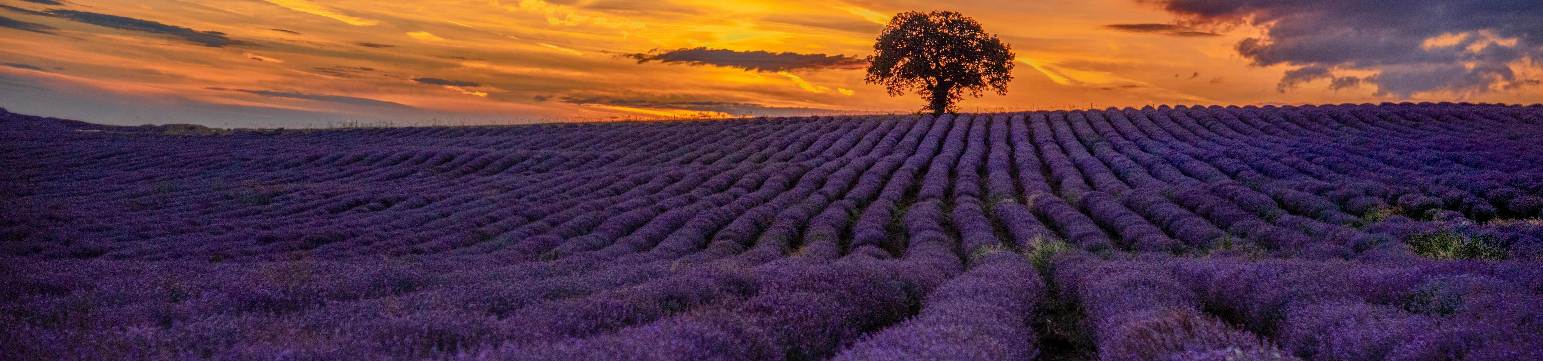 campo lavanda atardecer - cabecera