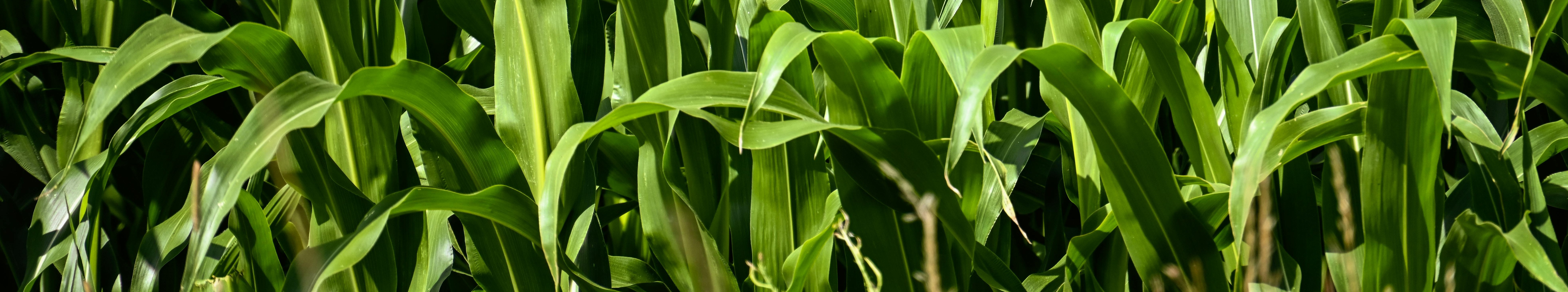 cultivo de regadio - cabecera