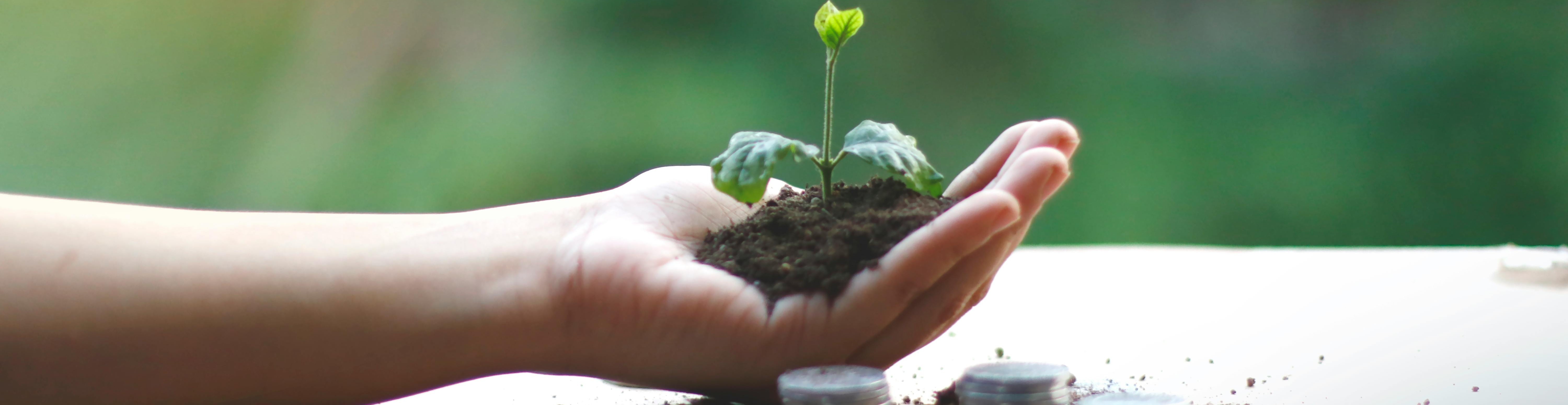 financiación brote planta - cabecera