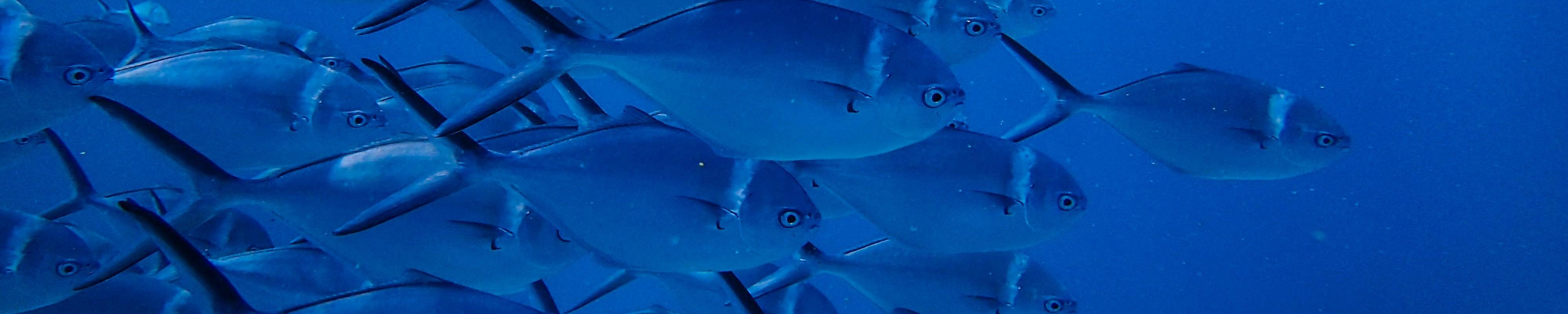 peces azul - cabecera